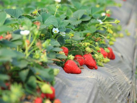 草莓展示