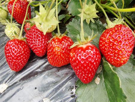 草莓展示