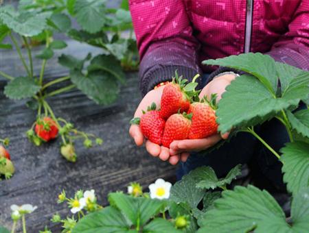 采摘的草莓