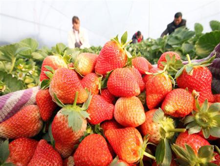 正在采摘的人们