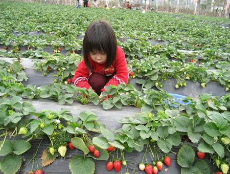 采摘的小女孩