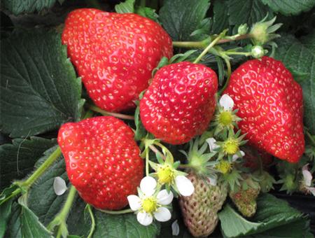 草莓展示