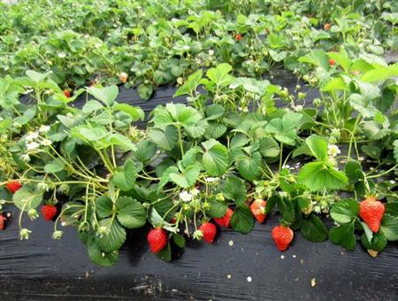 草莓展示