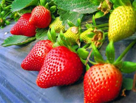 红草莓