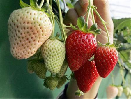草莓展示